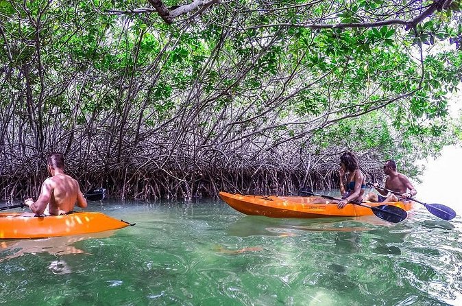 Clearbottom Mangrove Kayak & Snorkel tour - The mangrove route: what happens while you paddle