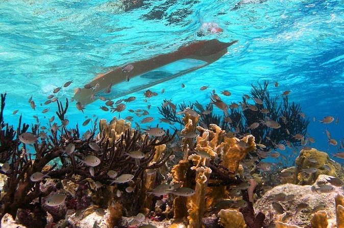 Clearbottom Mangrove Kayak & Snorkel tour - Snorkeling in mangrove tunnels: what to expect (and what to skip)