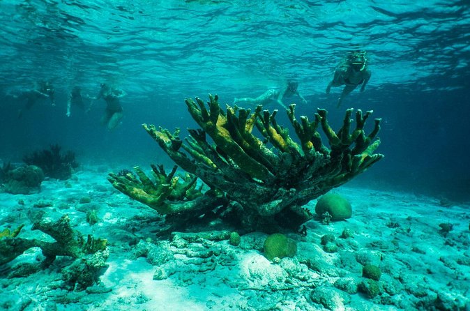 Clearbottom Mangrove Kayak & Snorkel tour - Guides make the difference: Yuri, Stan, Summer, and the style you’ll feel