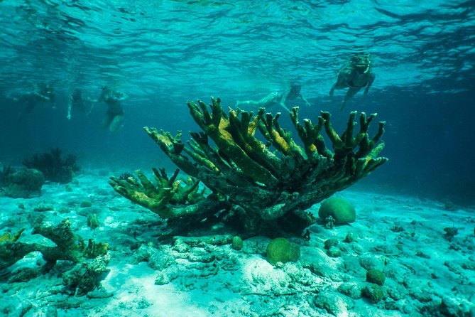 Clearbottom Mangrove Kayak & Snorkel tour - What to pack: turn “mosquito breakfast” into a manageable nuisance