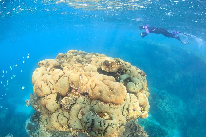 Coral Bay: 2-Hour Coral Viewing and Snorkeling - Quick Takeaways