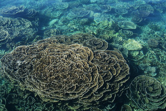Coral Bay: 2-Hour Coral Viewing and Snorkeling - Why This Two-Hour Ningaloo Reef Trip Works