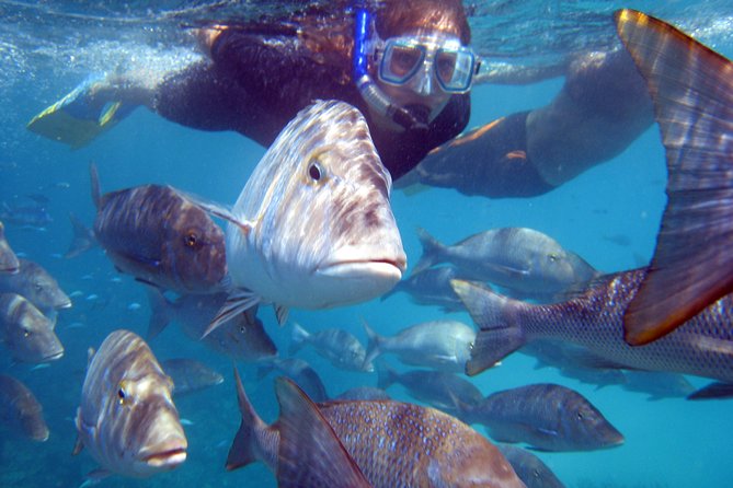 Coral Bay: 2-Hour Coral Viewing and Snorkeling - Getting There: Beach Departure and the Shallow-Water Boat Walk