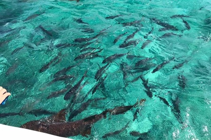 Coral Garden Shark and Sting Ray Alley Snorkeling - Coral Garden snorkeling: what the 45 minutes is really for