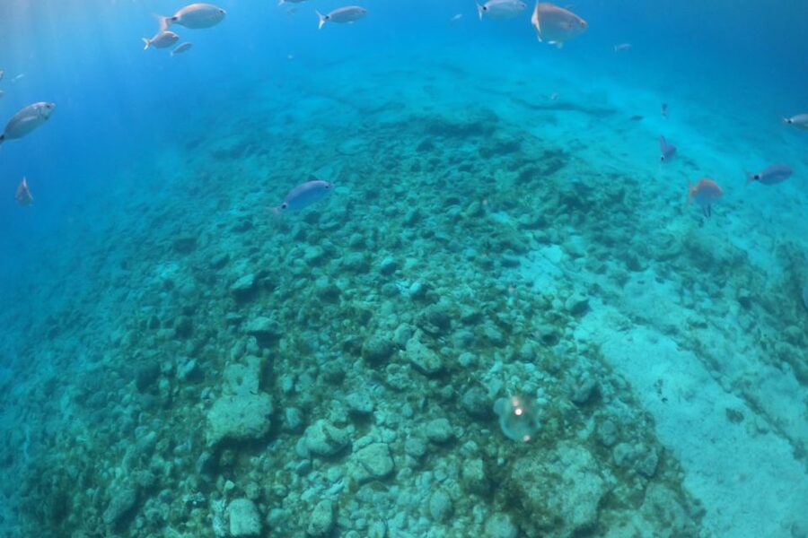 Corralejo: Snorkeling on Lobos Island & Return Ferry Ticket - Price and Value for Around $31: What You’re Really Paying For