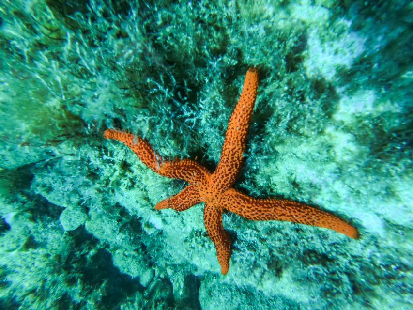Costa Brava: Sea Caves Kayaking and Snorkeling Tour - What’s Included in the Price: Value Beyond the $40 Tag