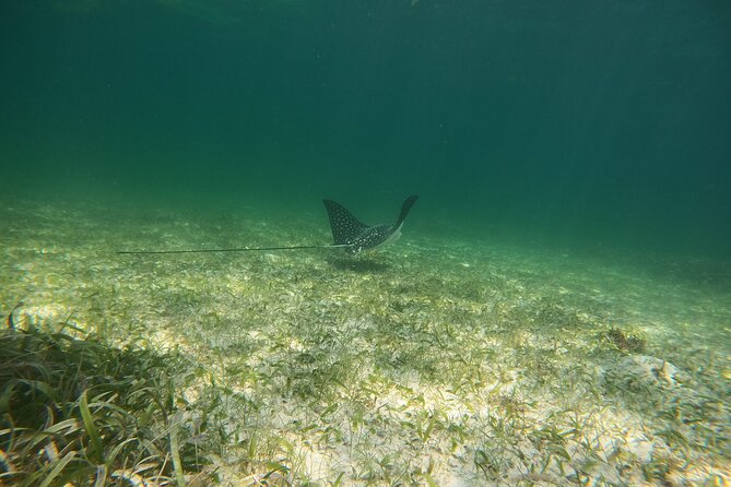 Costa Maya, snorkeling on the reef with fish, looking for turtles - Stop 1: Mahahual waters and reef conditions you can’t control