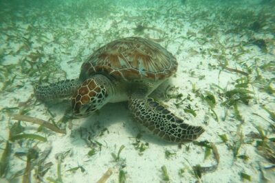 Costa Maya, snorkeling on the reef with fish, looking for turtles - How the 1 hour 20 minutes usually breaks down