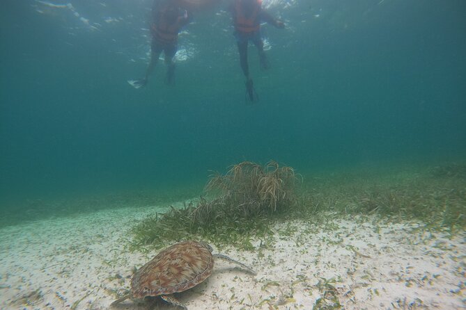 Costa Maya, snorkeling on the reef with fish, looking for turtles - Stop 2: La diosa del mar time on the beach, plus photos and beach club