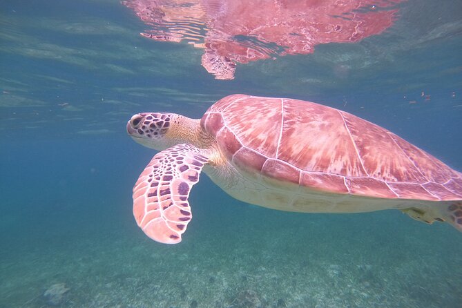 Costa Maya, snorkeling on the reef with fish, looking for turtles - Transportation reality from the cruise port (plan for heat and confusion)