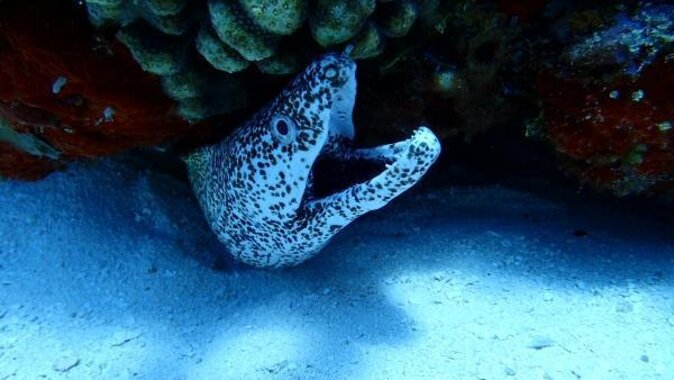 Cozumel Coral Reef Snorkeling by Glass Bottom Boat with Guide - Key Things I’d Book This For