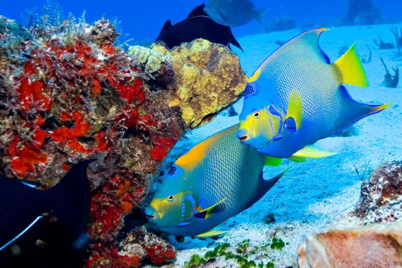 Cozumel: El Cielo & Palancar Snorkel with Open Bar & Ceviche - El Cielo’s shallow-clear water: starfish spotting without the crowd pressure