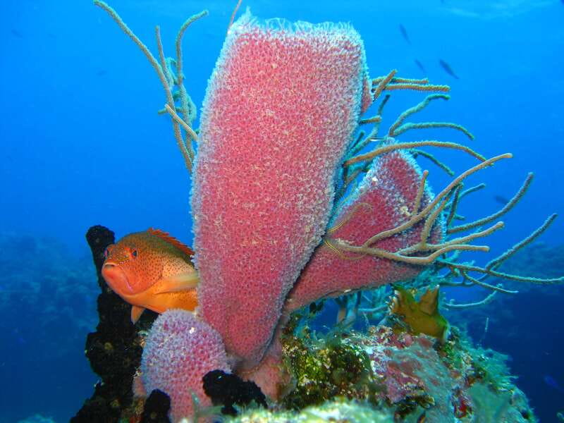 Cozumel: El Cielo & Palancar Snorkel with Open Bar & Ceviche - Gear, rules, and what to pack for better comfort