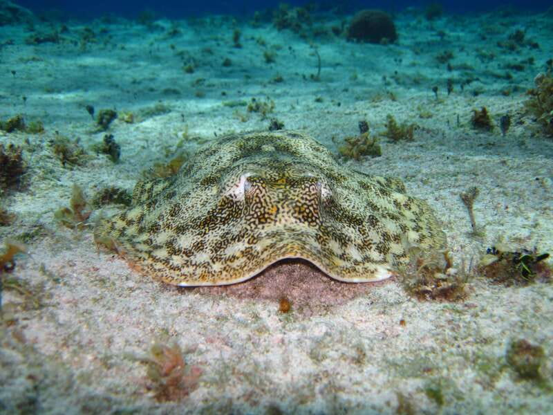 Cozumel: El Cielo & Palancar Snorkel with Open Bar & Ceviche - Price and value: what $72 gets you, plus the port fee