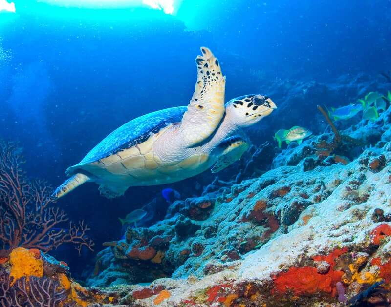 Cozumel: El Cielo & Palancar Snorkel with Open Bar & Ceviche - Who this Cozumel tour fits best (and who should skip)