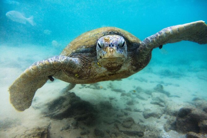 Cozumel Snorkeling Tour at Palancar & Colombia Reefs and El Cielo - Quick hits before you go