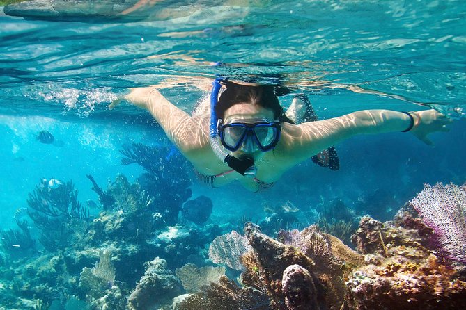 Cozumel Snorkeling Tour at Palancar & Colombia Reefs and El Cielo - A half-day plan that hits the best Cozumel reef stops