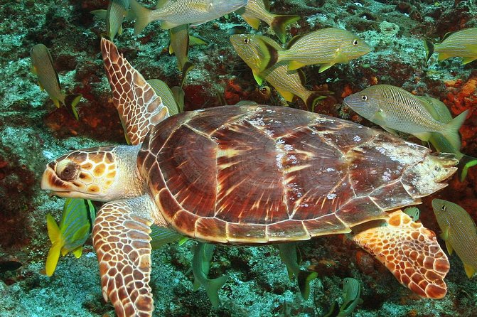 Cozumel Snorkeling Tour at Palancar & Colombia Reefs and El Cielo - Palancar Reef: the classic reef feel with nurse sharks and morays