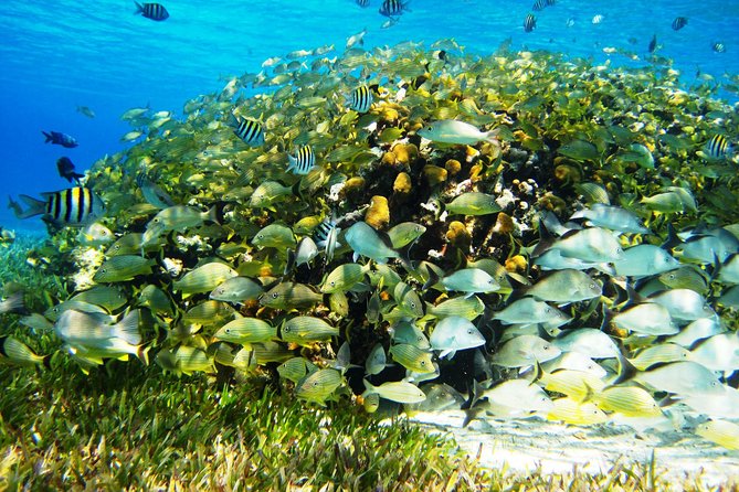 Cozumel Snorkeling Tour at Palancar & Colombia Reefs and El Cielo - Playa El Cielo: starfish in shallow water and a “heaven” vibe