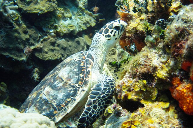 Cozumel Snorkeling Tour at Palancar & Colombia Reefs and El Cielo - Onboard perks: drinks and snacks that keep the day from feeling rushed