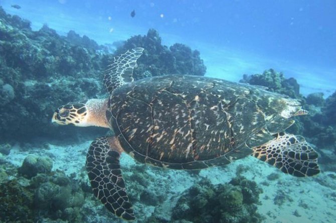Cozumel Snorkeling Tour: Palancar, Columbia and El Cielo Reefs - Reef-hopping Cozumel snorkeling: what makes this tour worth your time