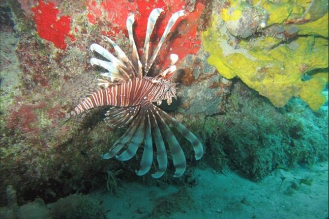 Cozumel Snorkeling Tour: Palancar, Columbia and El Cielo Reefs - Columbia Reef: coral formations and guided scanning