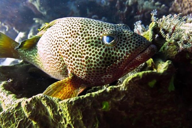 Cozumel Snorkeling Tour: Palancar, Columbia and El Cielo Reefs - Food, drinks, and the shaded boat: small details that matter