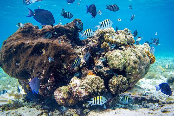 Cozumel Starfish and Tropical Reef Snorkeling by Powerboat with Lunch - Price and value: what the $139 covers, and what costs extra