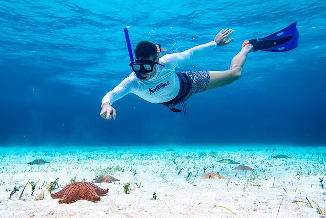 Cozumel Starfish and Tropical Reef Snorkeling by Powerboat with Lunch - Should you book Cozumel Starfish and Tropical Reef Snorkeling with Lunch?