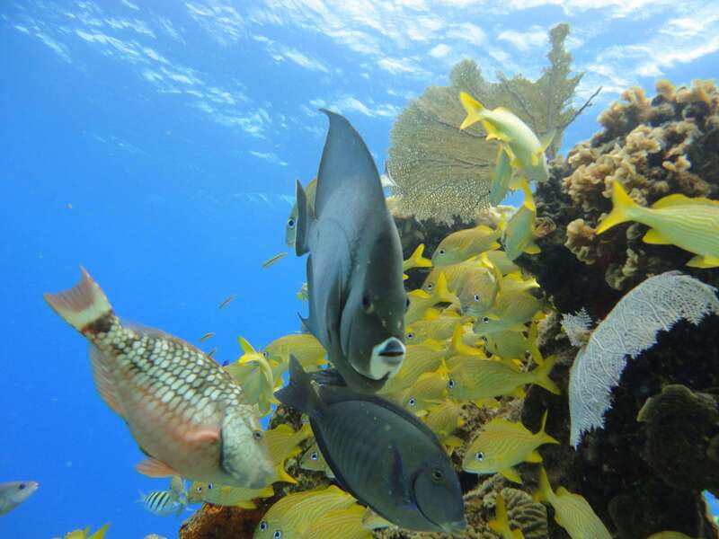 Cozumel: VIP Glass Bottom Boat & Snorkeling 3 Reefs Tour - Food, drinks, and what’s actually included on board