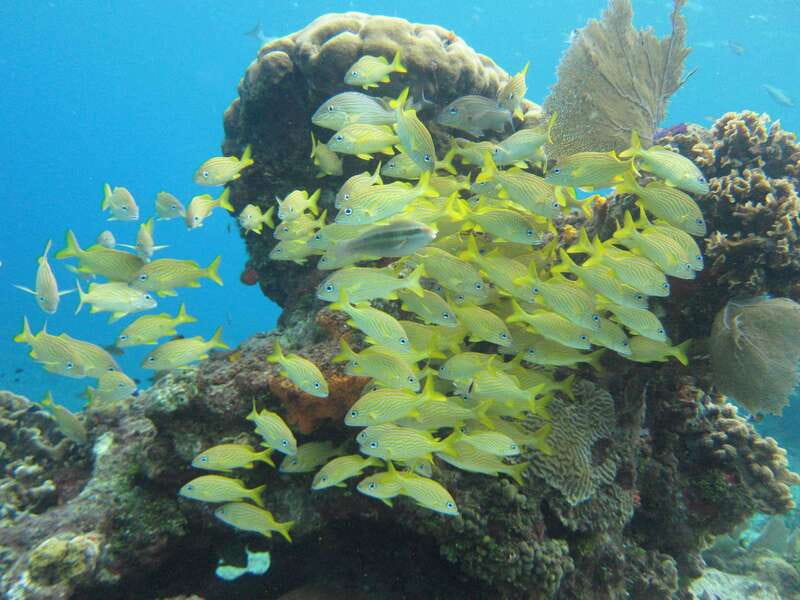 Cozumel: VIP Glass Bottom Boat & Snorkeling 3 Reefs Tour - What to pack (and the stuff that keeps you comfortable)