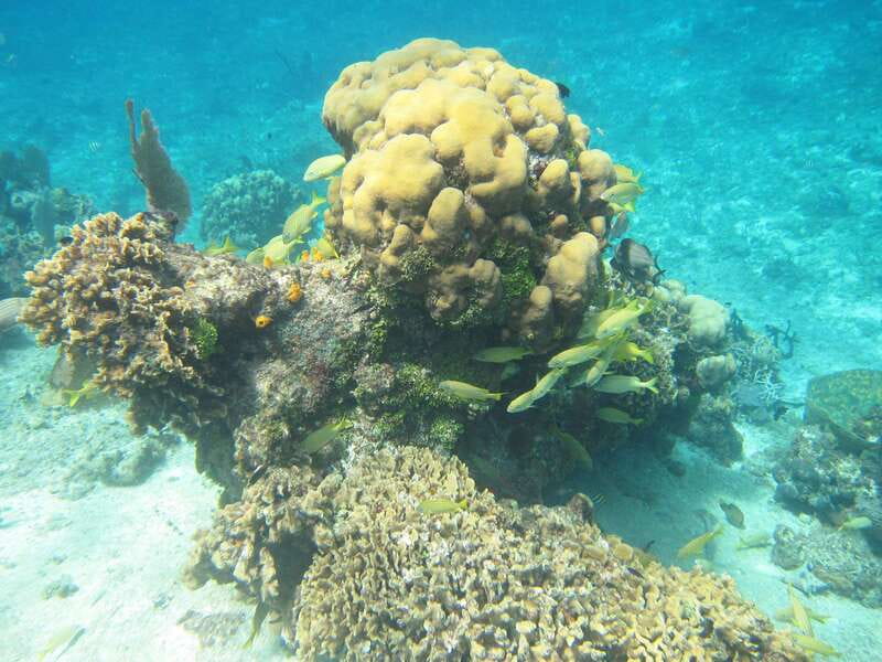 Cozumel: VIP Glass Bottom Boat & Snorkeling 3 Reefs Tour - Safety and who should skip this tour