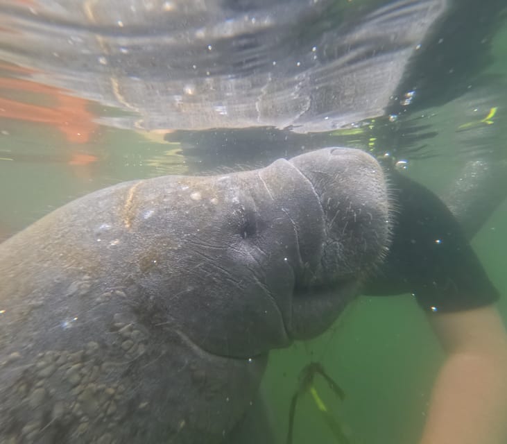 Crystal River: Guided Manatee Snorkeling Tour - Key things that make this tour worth your time