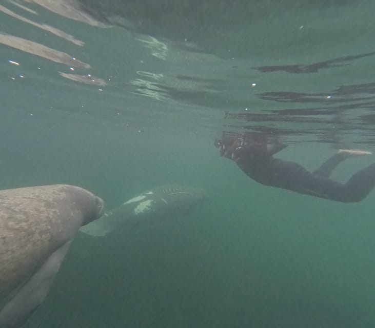 Crystal River: Guided Manatee Snorkeling Tour - What to bring (and what not to bring) so you’re comfortable