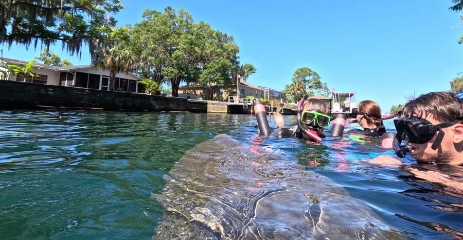 Crystal River: Guided Manatee Snorkeling Tour - Crystal River’s Kings Bay: a real wildlife encounter, run by rules
