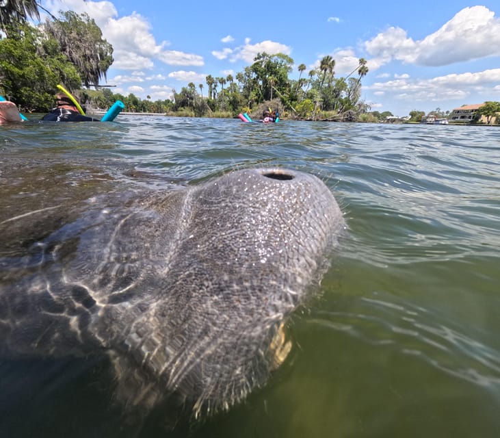 Crystal River: Guided Manatee Snorkeling Tour - What’s included for $74: value beyond the “jump in and go” concept