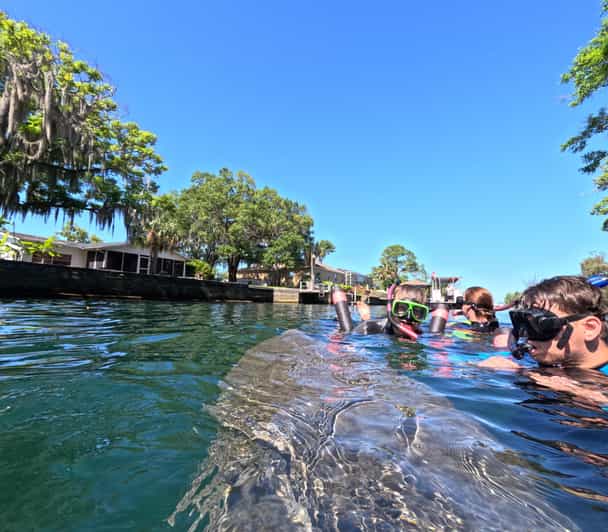 Crystal River: Guided Manatee Snorkeling Tour - Timing and conditions: why your best plan is flexibility