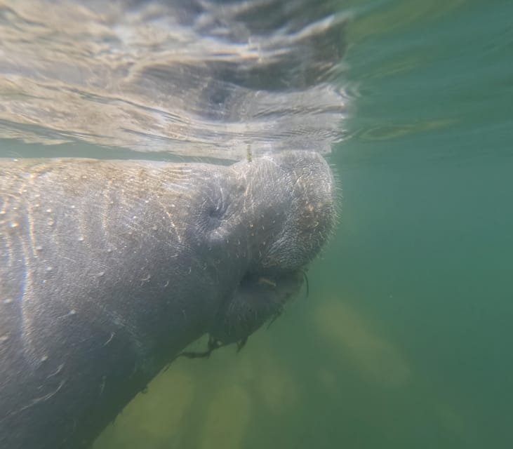 Crystal River: Guided Manatee Snorkeling Tour - Check-in to water’s edge: gear, golf cart ride, then the boat