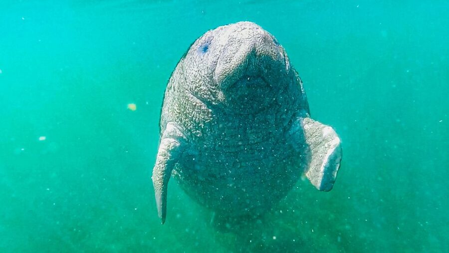 Crystal River: Manatee Snorkel Tour w/ In-Water Photographer - The in-water photographer: turning a once-in-a-lifetime moment into keepsakes