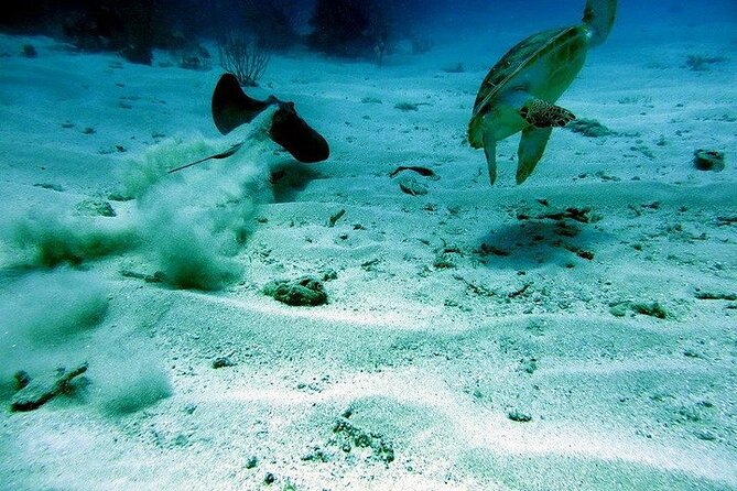 Culebra Snorkel and Beach Day with Lunch and Drinks - The Crew Makes It: From Captain Luis to Guides Like Oscar and Jamie