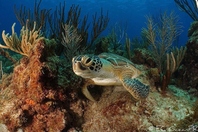 Culebra Snorkel and Beach Day with Lunch and Drinks - Who This Tour Fits Best (And Who Should Think Twice)