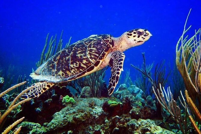 Culebra Snorkel and Beach Day with Lunch and Drinks - Should You Book This Culebra Snorkel and Beach Day?