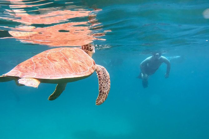Culebra Snorkel and Turtle Adventure with Transport - Dewey to Tamarindo: the bus tour that gives the day meaning