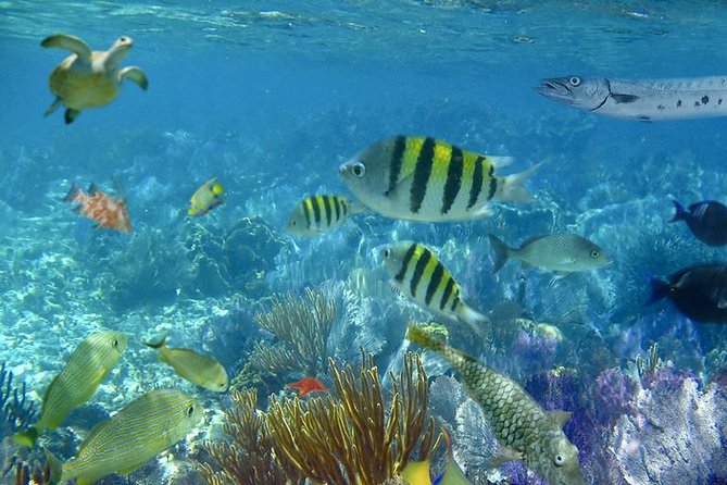 Culebra Snorkeling Tour by Catamaran from Fajardo - The afternoon beach choice: Flamenco Beach or Culebrita