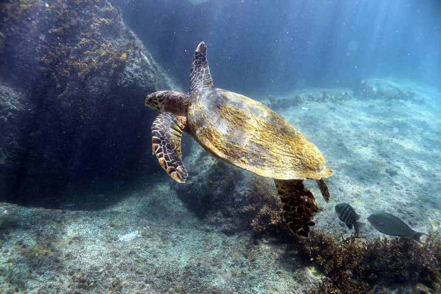 Curieuse Guided Tour, St Pierre, BBQ & 2 Snorkel Stops - Key highlights worth centering your trip