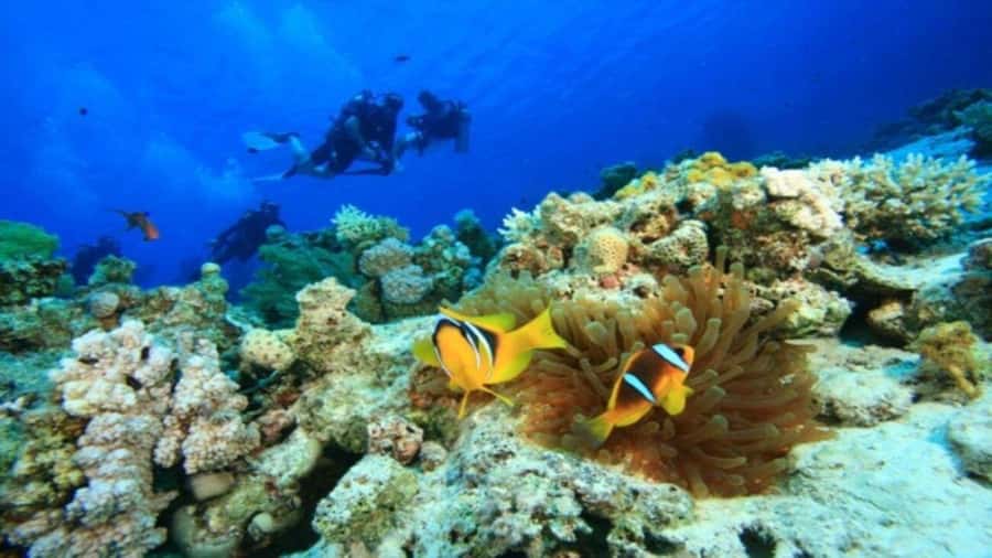 Da Nang/Hoi An:Explore Cham Island and Snorkeling tour 1 Day - Key things to know before you go
