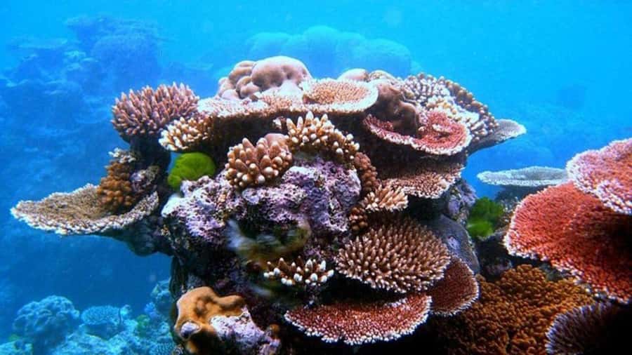 Da Nang/Hoi An:Explore Cham Island and Snorkeling tour 1 Day - The Bãi Làng section: reserve, Cham heritage, pagoda, market