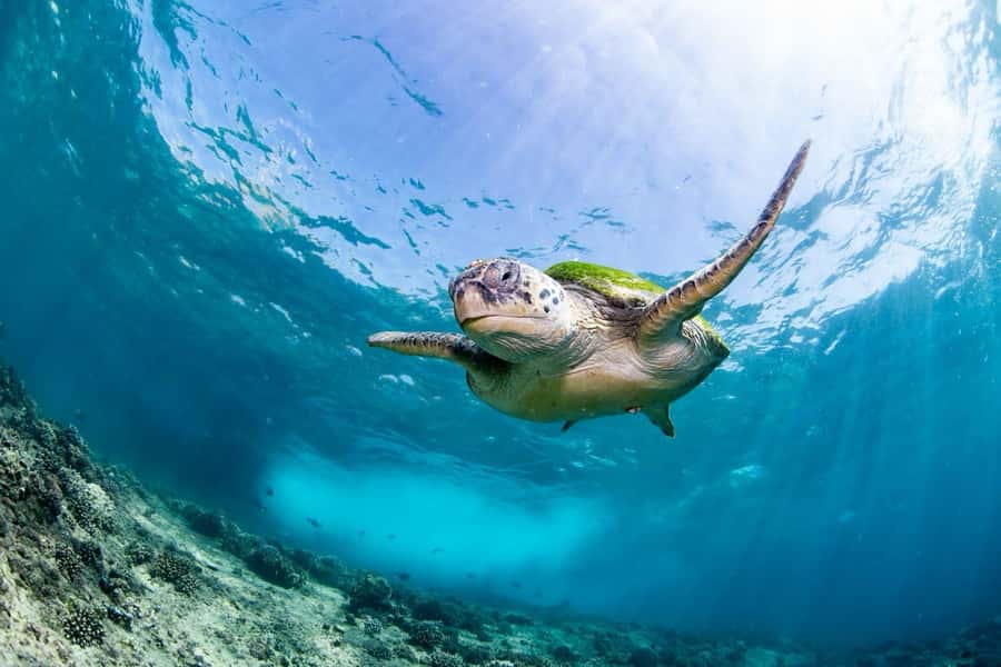 Daymaniyat Island: Snorkelling Tour with Tasty Lunch - Key things I’d bet on for this tour