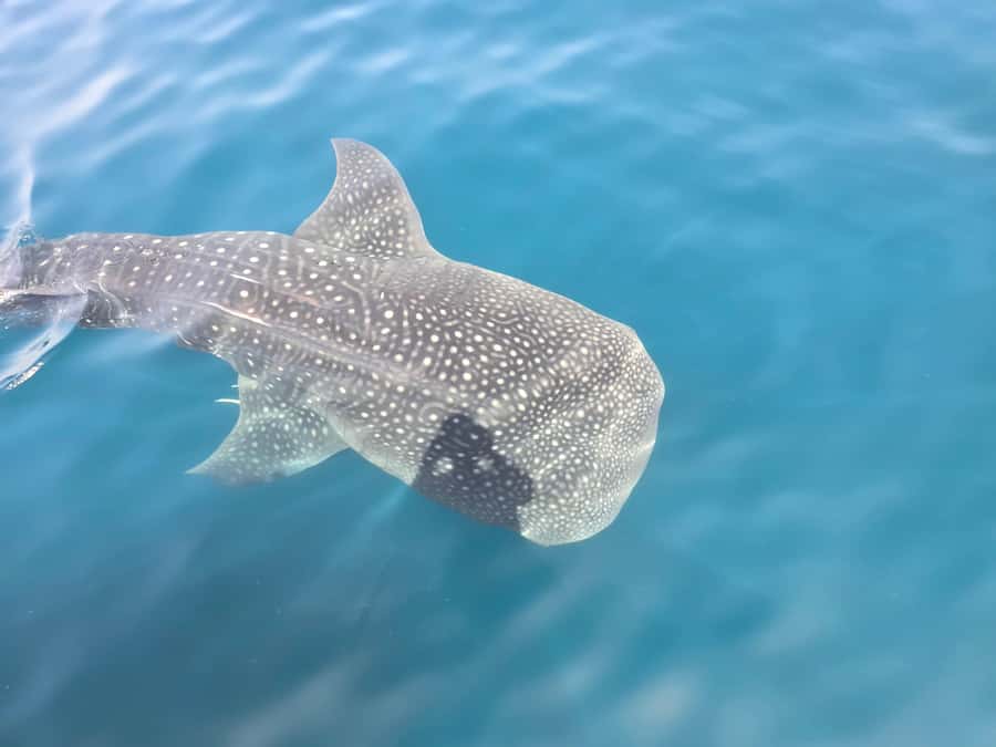Daymaniyat Island: Snorkelling Tour with Tasty Lunch - Daymaniyat Islands: the wildlife focus you came for