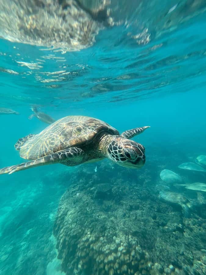 Daymaniyat Island: Snorkelling Tour with Tasty Lunch - The boat ride on the 38-foot Shaheen
